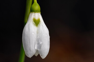 spring background close up of a white snowdrop flower with rain drops, heart love sign