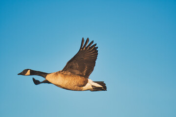 A view of a Canada goose flying in the air.   Burnaby BC Canada