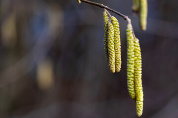 close up of hazel birch catkin blossom