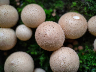 Mushroom Apioperdon pyriforme growing on a tree extreme close up
