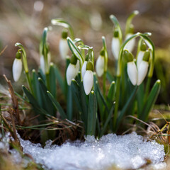 The first snowdrops in the snow. Spring banner with snowdrops