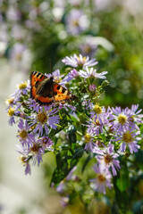 Beautiful butterfly on purple flowers in the garden