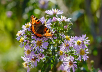 Beautiful butterfly on purple flowers in the garden