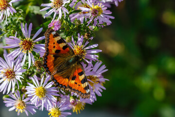 Beautiful butterfly on purple flowers in the garden