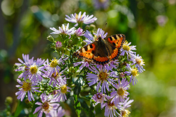 Fototapeta na wymiar Beautiful butterfly on purple flowers in the garden