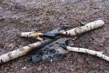 leftovers of campfire with burnt birch trunks on wet ground