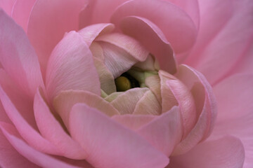 Macro of pink camellia flower petals and bud