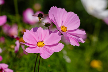 Bumblebee on flowers of Cosmos flowers close up