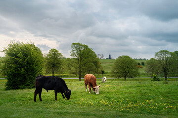 Cows on open pasture with wild buttercups flanked by trees under cloudy sky. Beverley, UK.