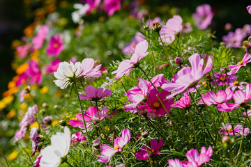 Cosmos flower (Cosmos Bipinnatus) in sunny summer day