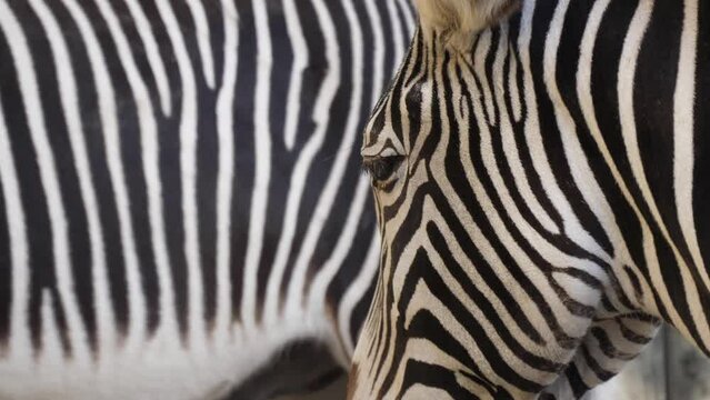 common zebra in zoo slow motion 4k