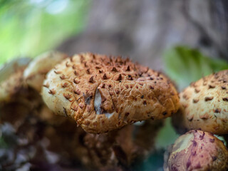 Fungi Pholiota squarrosa on tree in the forest.