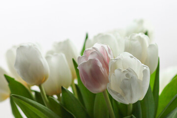 white tulips out of focus. On a white background