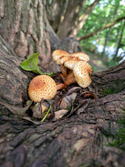 Fungi Pholiota squarrosa on tree in the forest.