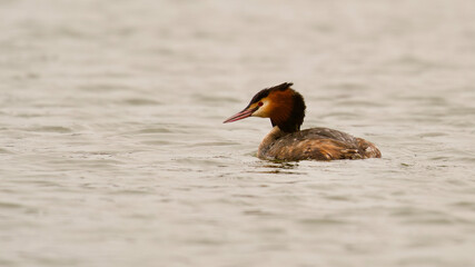 Grebe