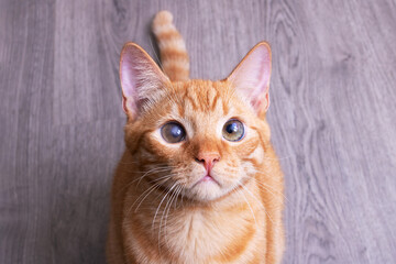 Red cat close up portrait, top view