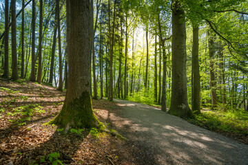 Weg im Wald im Frühling