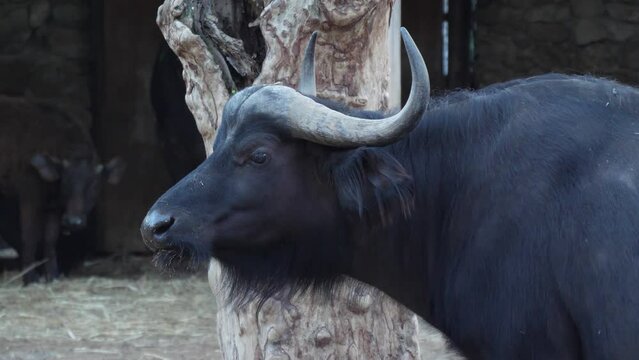 African cape buffalo zoo slow motion 4k