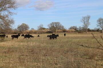 Printemps au Cougourlier (Petite Camargue)