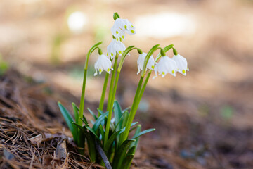 Snowdrop or Leucojum in spring time