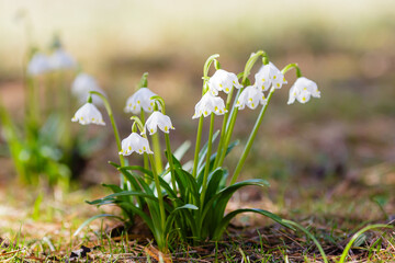 Snowdrop or Leucojum in spring garden. Early spring snowflake flowers (leucojum vernum), group in a park or forest