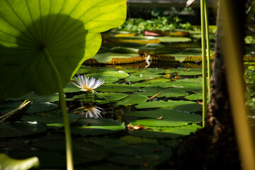 water lily in the pond