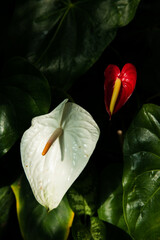 Anthurium, Flamingo flower, Anthurium Andraeanum, painter's palette, toxic plant, tropical plant, botanic, organic.
