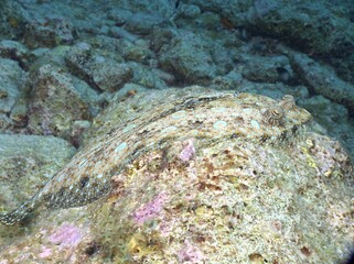 Peacock Flounder on the reef