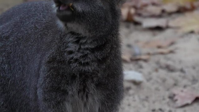Bennett's tree kangaroo slow motion 4k