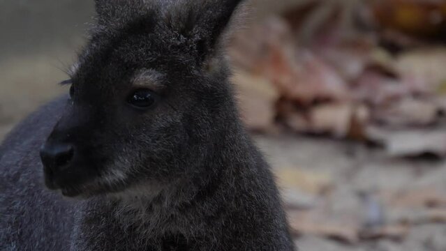 Bennett's tree kangaroo slow motion 4k