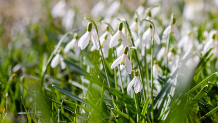 Flowers of snowdrop spring garden. Сommon snowdrop (Galanthus nivalis) flowers in natural green background