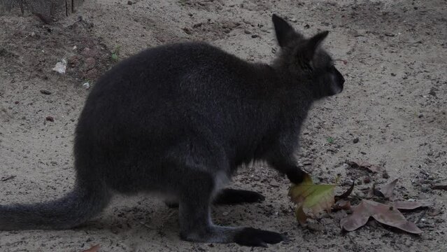 Bennett's tree kangaroo slow motion 4k