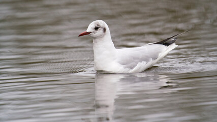 Seagull