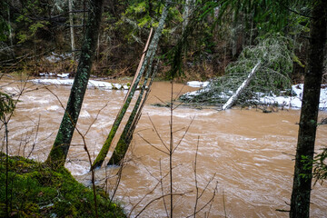 Spring floods a small river in the woods. Selective focus