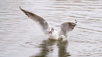 Seagull