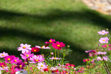 fresh beauty mix pink and purple cosmos flower blooming in natural botany garden park. green grass background