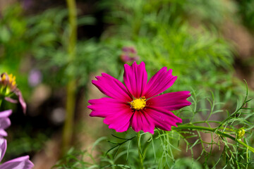 fresh beauty mix red and purple cosmos flower blooming in natural botany garden park