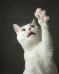 手を挙げているかわいい白猫　グレー背景