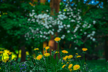 yellow chamomile foreground and blur of white tree blossom vibrant colorful spring time garden floral photography