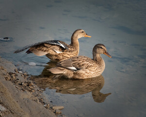 Young female mallards on the Yellowstone River, Yellowstone National Park, Wyoming