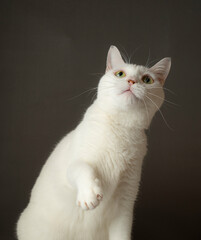 上を向くかわいい白猫　グレー背景