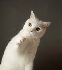 手を挙げているかわいい白猫　グレー背景