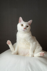 Fototapeta na wymiar あぐら座りするかわいい白猫　グレー背景　
