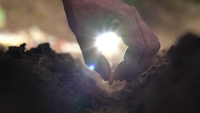 Close up locked down shot of a hand of male farmer sowing seed in the fertile soil in bright sunshine. Shot in India.