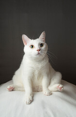 あぐら座りするかわいい白猫　グレー背景　