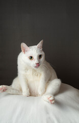 舌を出してあぐら座りするかわいい白猫　グレー背景　