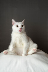 Fototapeta na wymiar 舌を出してあぐら座りするかわいい白猫　グレー背景　