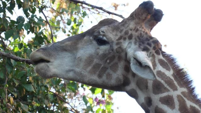 giraffe eating tree leaves slow motion 4k