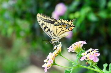 Butterfly on Flower