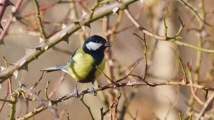 Great tit